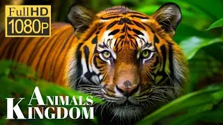 Animals That Call The jungle Home | ANIMALS KINGDOM !