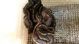 Update on Super Chocolate Hypo clutch, Sexing the Snakes