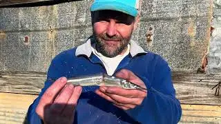 Alabama State Record Ballyhoo Bowfishing BAA Submission
