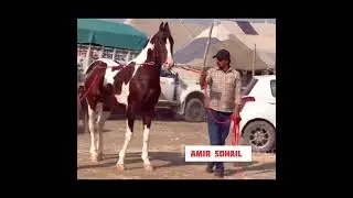 पुष्कर मेले आए सबसे महंगा घोड़ा 10साल का बाबर घोड़े का अबलक बच्चा 65इंच l