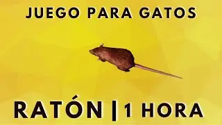 VIDEOS PARA GATOS - Ratón | 1 Hora🐀