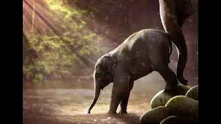 Top 5 SMARTEST ANIMALS in the World