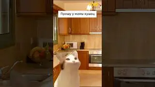 Типичный день🤣🤣🤣 #учеба #школа #утренняя #кошки #юмор