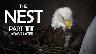 THE NEST - part 2 -  8 days later