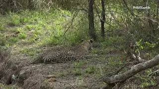 Crucial moment in a male leopard’s journey