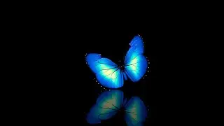 Blue butterfly effect black screen | Black screen butterfly flying video