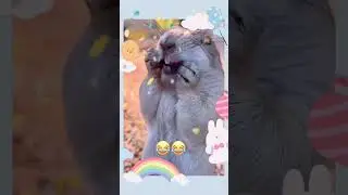 İyi ki Doğdun DELİ MANYAK 🎂 Bugün Kimin Doğum Günü