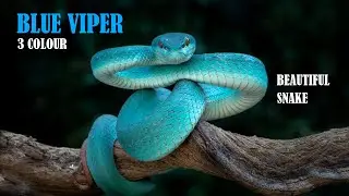 Blue Viper | White Lipped Pit Viper