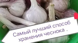 Самый лучший способ хранения чеснока.