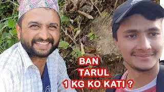 बन तरुल १ पाथी को कति किलो होला ?   BAN TARUL VLOG |  Ban Tarul Nepal 2022