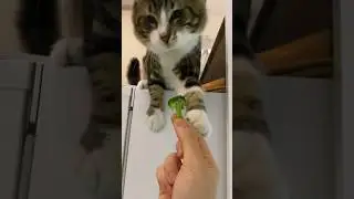My cat loves broccoli 🥦😻 #asmr #asmrsounds #cat #cats #catshorts #catsoftiktok