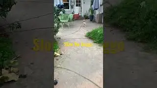 Slow Mo Doggo #shorts
