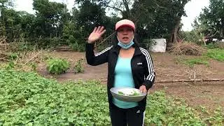 On the  Farm