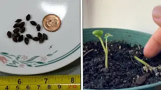 Купила семена жасмина в Интернете. Смотрите, что выросло!