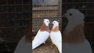 ЧУБАТЫЕ ВЫСОКОЛЕТННЫЕ ГОЛУБИ ШЕЙКИ !!!
