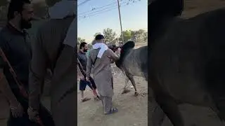 Qurbani 2024 Alhamdullilah
