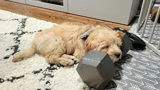 puppy progress