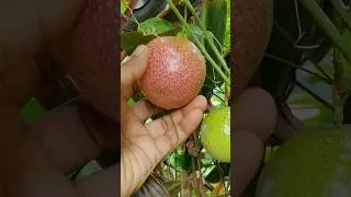 Ripe and unripe passion fruits on plant #fruitlover #orchard #agriculture