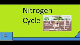 Nitrogen cycle