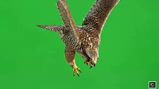 🦅 VFX Green Screen Falcon, Owl & Ostrich – FREE GREEN SCREEN