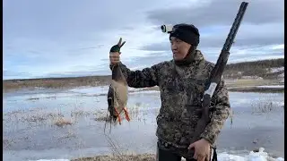 Сааскы подсадной кус🦆 (Часть 1) 2024 сыл. Ирелях, Мирный.