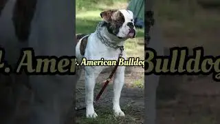 Top 10 Dangarous Dogs 