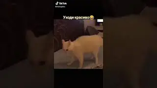Кошка котомодель