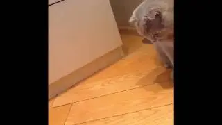 Кот vs солнечный лучик