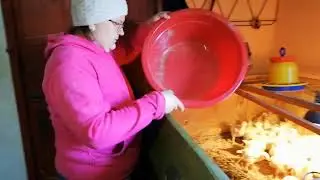 Подстилка для цыплят