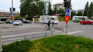 Ducks using the pedestrian crossing