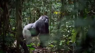 Congo