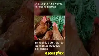 💋🍀 Lo que en la montaña es Rastrojo en el Gallinero es Comida 🍀#shorts