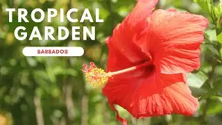 Tropical Garden Barbados
