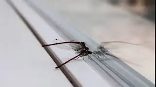 Damselflies, Yusufçuk, Böcekler, Mücadele, Uçan, Çiftleşme
