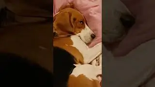 Сначала было стрёмно наблюдать за тем, как она спит 😅 особенно за глазами 😬 видео не ускорено 