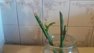 Как из черенка вырастить куст розы.
