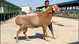 Гегант кочкорлар