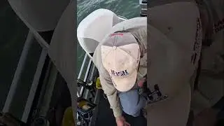 How to try and not get bit by MUD CRABS