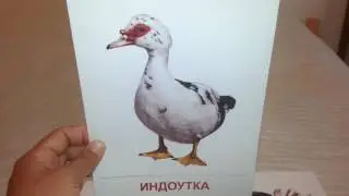 Домашние птицы и декоративные карточки
