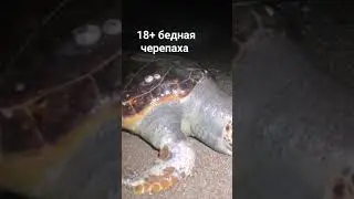сильный шторм замотался черепаху карета карета