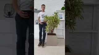 Драцена Сонг оф Индия