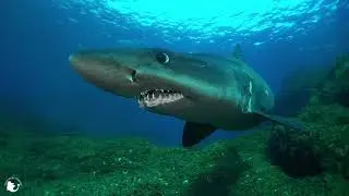 Tiburones solrayo en El Hierro