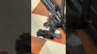 Накормил раненую птицу, а затем разыгралась целая драма🤣