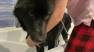 Волкособ купается