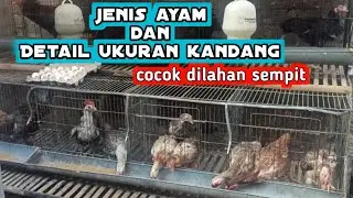 SIMPEL ‼️  Kandang ternak ayam kampung petelur skala rumahan dan jenis ayam kampung