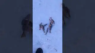 20.01 2024 рыбалка на таёжные озёрах