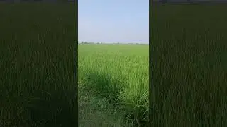 Agriculture love🤠#shorts #agriculture #viralvideo
