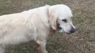 Собака ловит рыбу