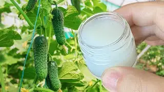 УЖЕ НЕ ЗНАЮ КУДА ДЕВАТЬ ОГУРЦЫ! После этой подкормки они СРАЗУ ЗАПЛОДОНОСЯТ- Обязательно дать в июле