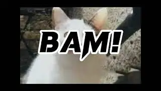 Beluga bam sound effect